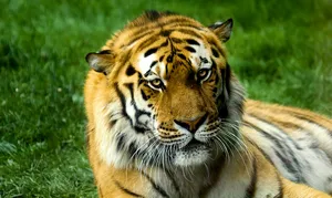 Zoo de Servion