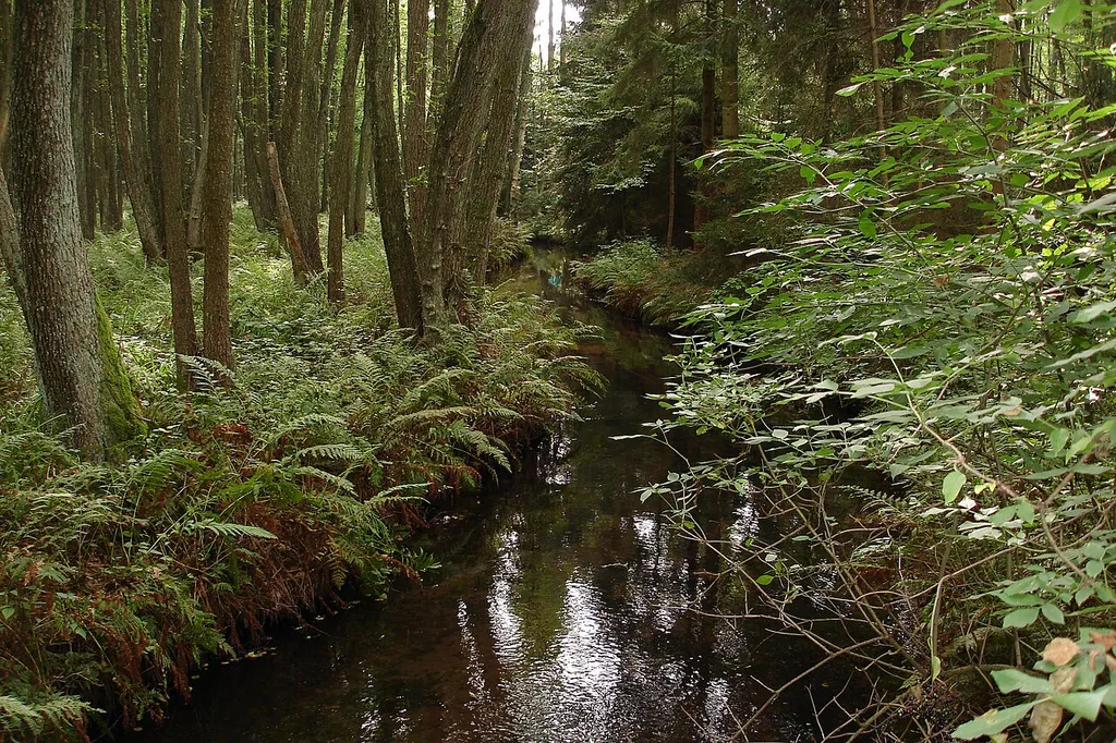 Unberührtes Waldstück im sonst durch weitläufige Wiesen und Felder geprägten NSG Schweinebruch zwischen Celle und Beedenbostel. Farn säumt den sumpfigen Waldboden durch den sich der Alvernscher Bach schlängelt.