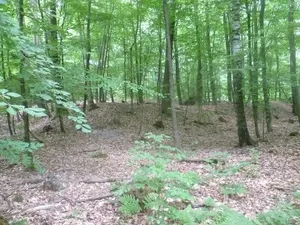 Custine-Schanzen (Oberursel)