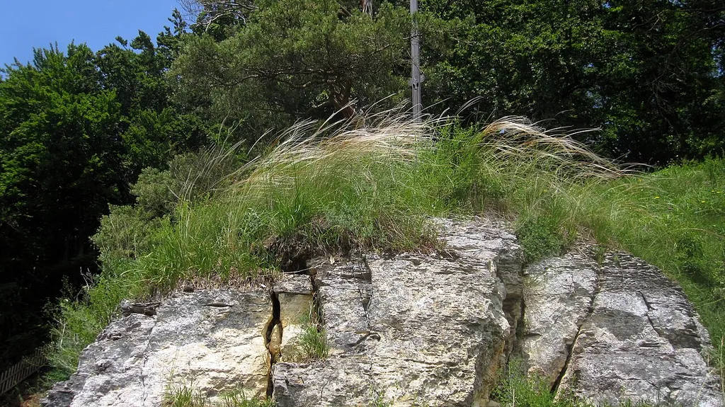 Das weltweit einzige Vorkommen des Bayerischen Federgrases Stipa pulcherrima ssp. bavarica auf einer Felsnase im Naturschutzgebiet Finkenstein, fotografiert von einem Mitarbeiter des Bayerischen Landesamts für Umwelt im Rahmen des FFH-Monitorings 2013. Der Standpunkt des Fotografen ist zum Schutz der Population und wegen Absturzgefahr für die Öffentlichkeit nicht zugänglich und durfte hier nur mit behördlicher Sondergenehmigung zur Bestandsaufnahme betreten werden.