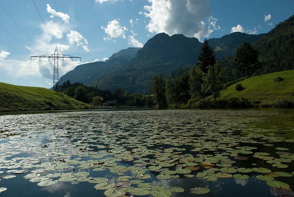 Krummsee with Nymphea alba
