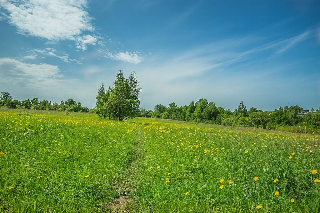 Парк с. Шапкино, Богородский район