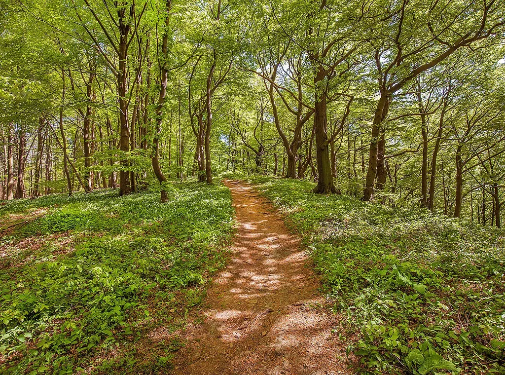 Naturschutzgebiet "Kamm des Wesergebirges" bei Rinteln-Schaumburg, Landkreis Schaumburg, Niedersachsen.