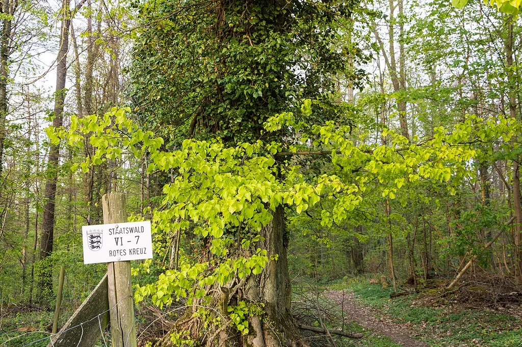 Blick ins FFH-Gebiet 6622-341 Jagsttal bei Schöntal und Klosterwald Staatswald Rotes Kreuz.