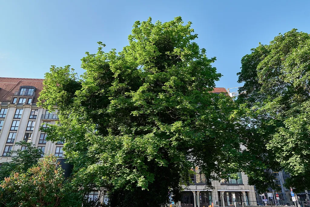 Natural monument Spitz-Ahorn Gendarmenmarkt, südwestlich des Deutschen Doms in Berlin.