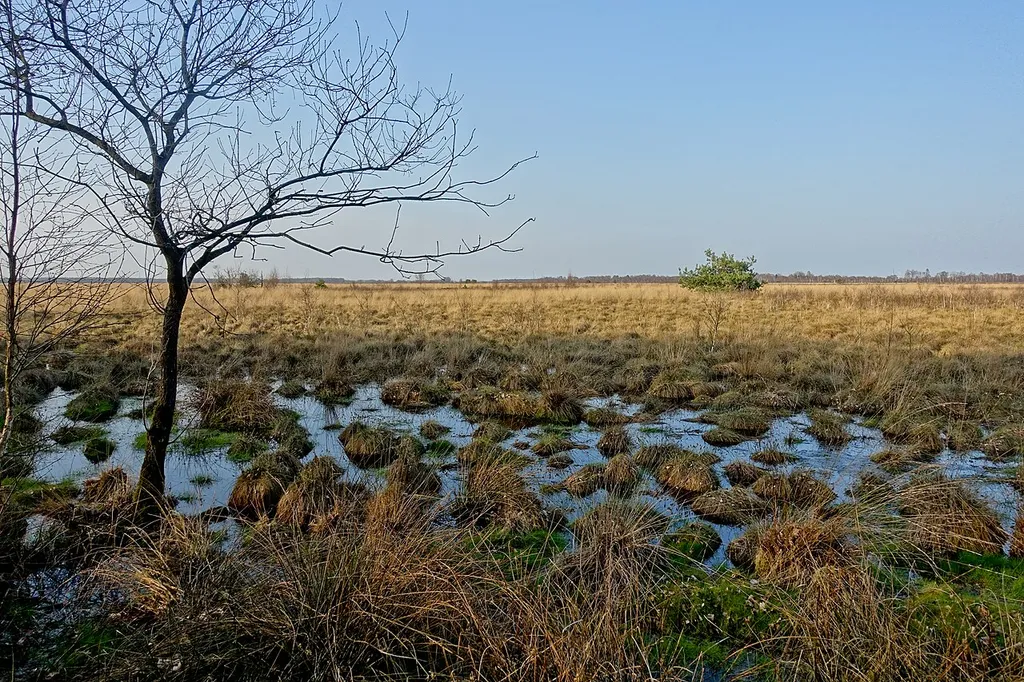 Oppenweher Moor, NRW
