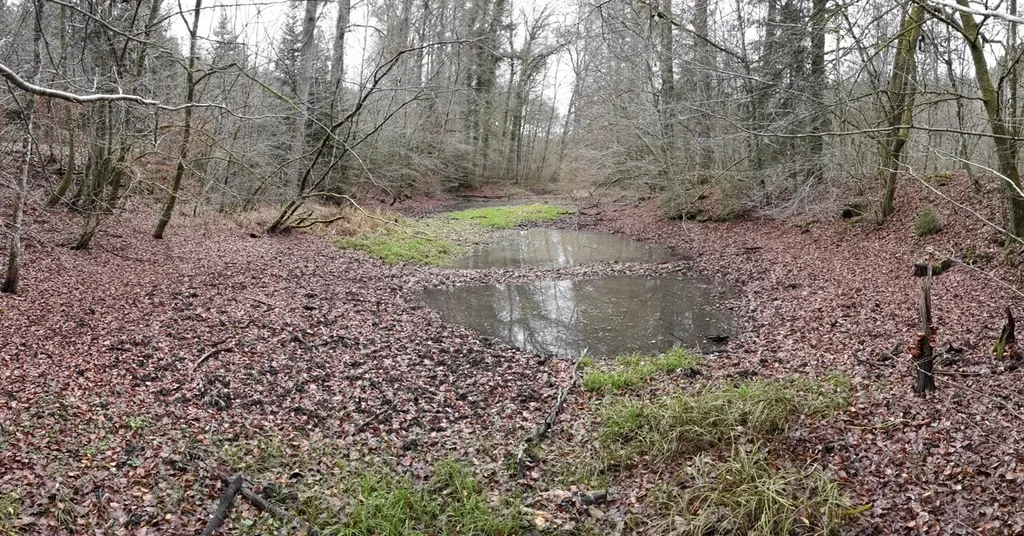 Feuchtgebiet im Schweizerbachtal, Blickrichtung Süd-Südwest