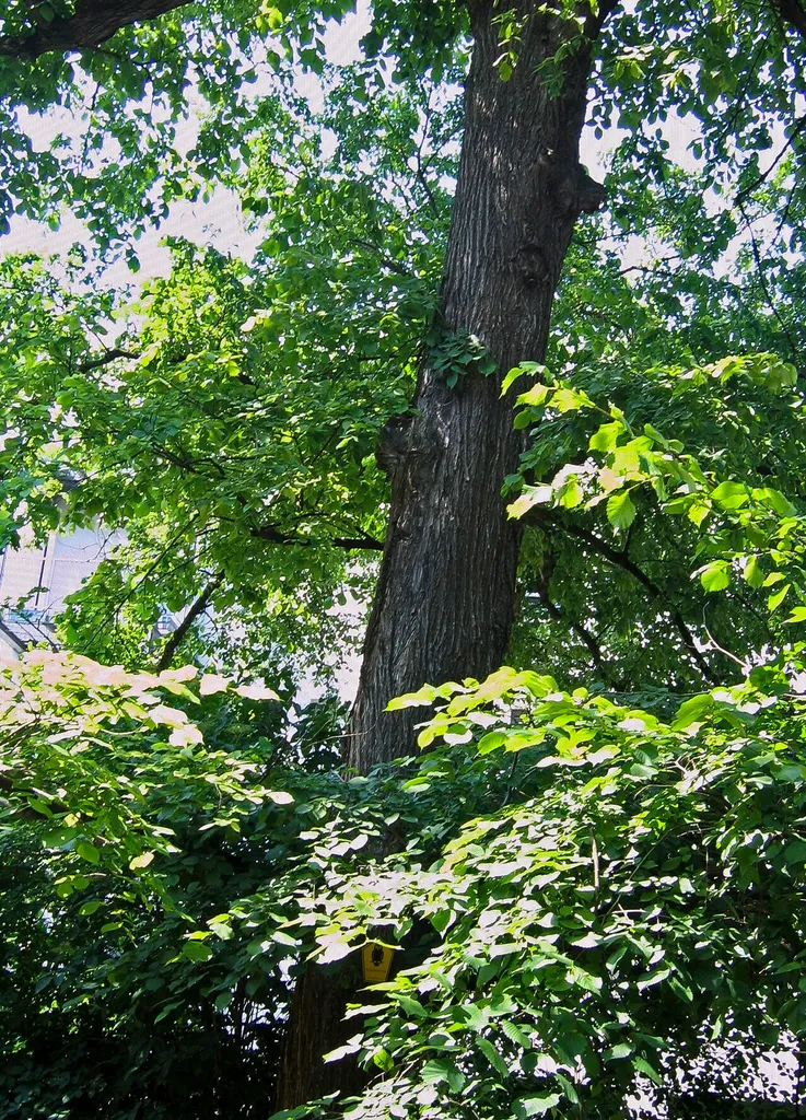 Naturdenkmal [[Ulmen|Ulme]]-[[Feldulme]] (''Ulmus minor'') Erich‑Kästner‑Platz (ehemaliger Teil von Bahnhofstraße), auf Grundstück vom Piccolo Theater in Mitte