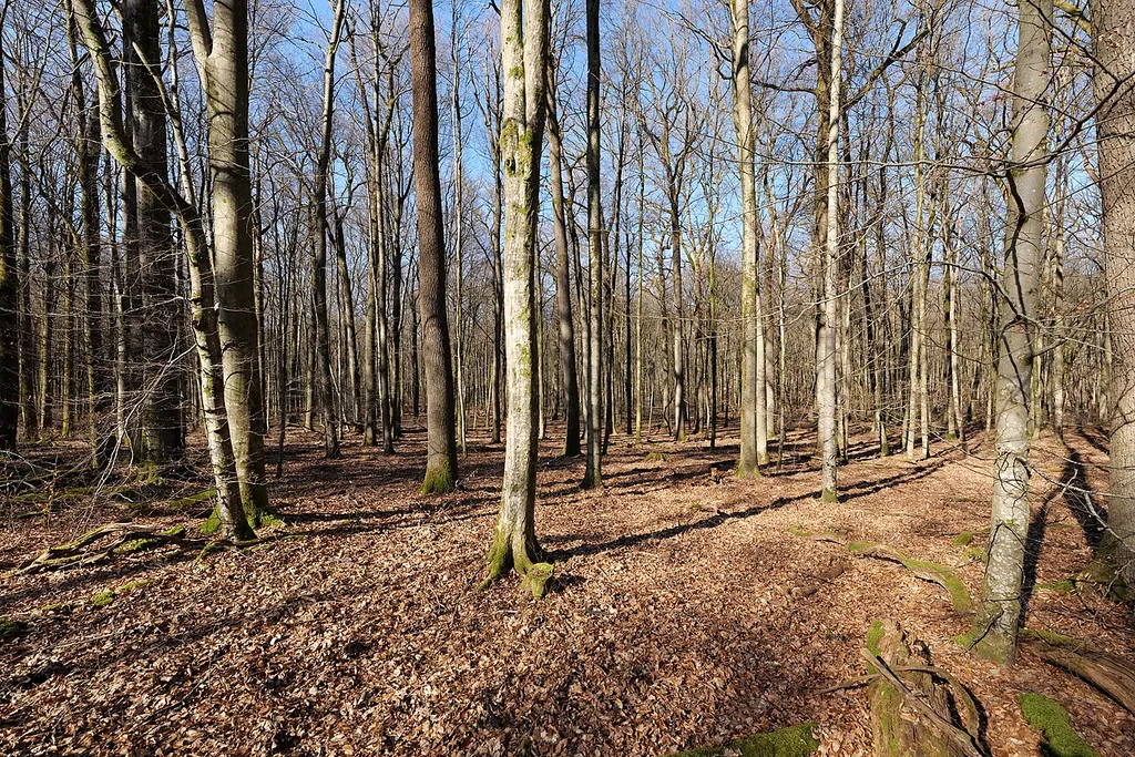 Spessart bei Bad Orb
