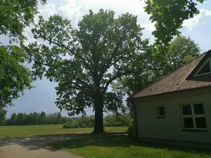 Naturdenkmal Stieleiche vor Kirche