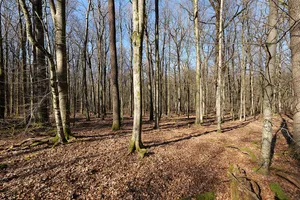 Spessart bei Bad Orb