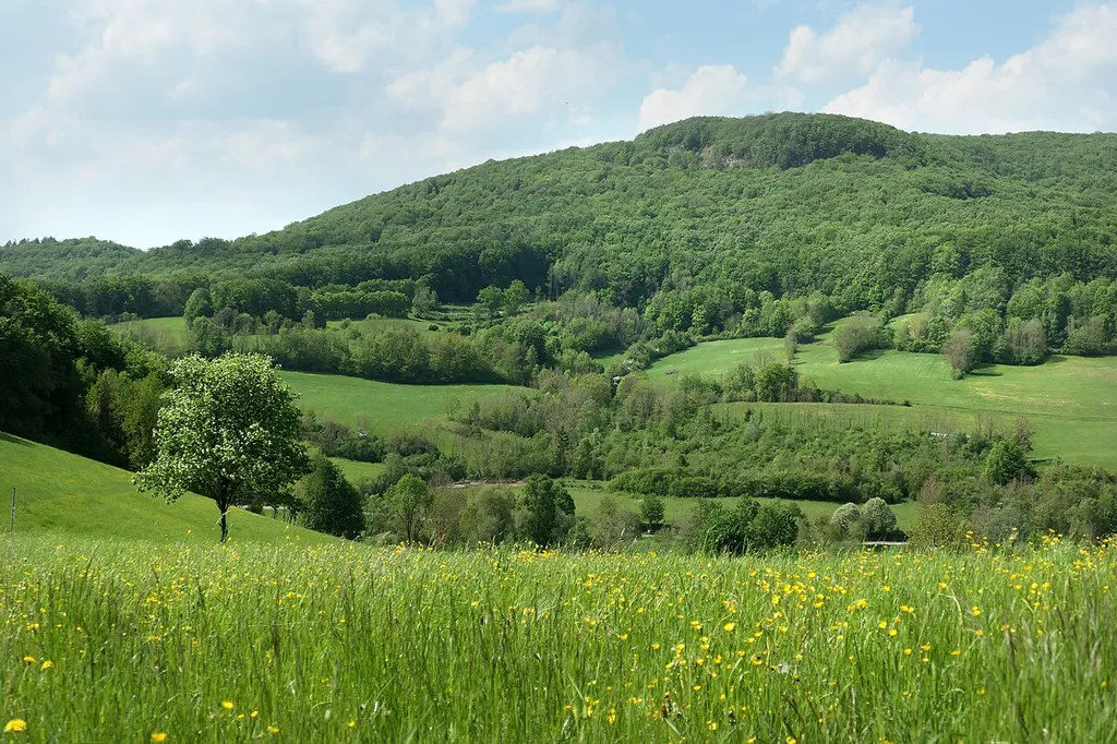 Die „Hessische Schweiz bei Meinhard“ im nordhessischen Werra-Meißner-Kreis, mit den Wäldern der Hörne, des Hohesteins und der Gobert, wurde im Jahr 1989 zu einem Naturschutzgebiet erklärt. Durch die Unterschutzstellung sollten ein „Bergsturz, Kalkfelsfluren, Kalksümpfe, Magerrasen, Blockschuttwälder und großflächige Laubholzbestände“, mit den hier beheimateten „seltenen und stark gefährdeten Pflanzen- und Tierarten“ erhalten und langfristig gesichert werden. Mit dem benachbarten Naturschutzgebiet „Kalkklippen südlich des Iberges“ wurde das Gebiet auch als Teil des Fauna-Flora-Habitat-Gebiets „Kalkklippen der Gobert“ in das europaweite Netz besonderer Schutzgebiete „Natura 2000“ integriert. In dem Naturschutzgebiet liegt vollständig das Naturwaldreservat Hohestein. Die Hessische Schweiz gehört auch zum „Grünen Band“ und mit Teilen zu dem Vogelschutzgebiet „Felsklippen im Werra-Meißner Kreis“.