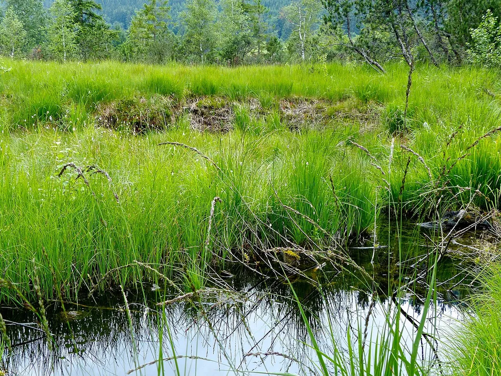 Kematsriedmoos im LSG Schutz des Grüntengebietes bei Oberjoch