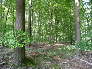 Waldgebiet bei Neuenkirchen