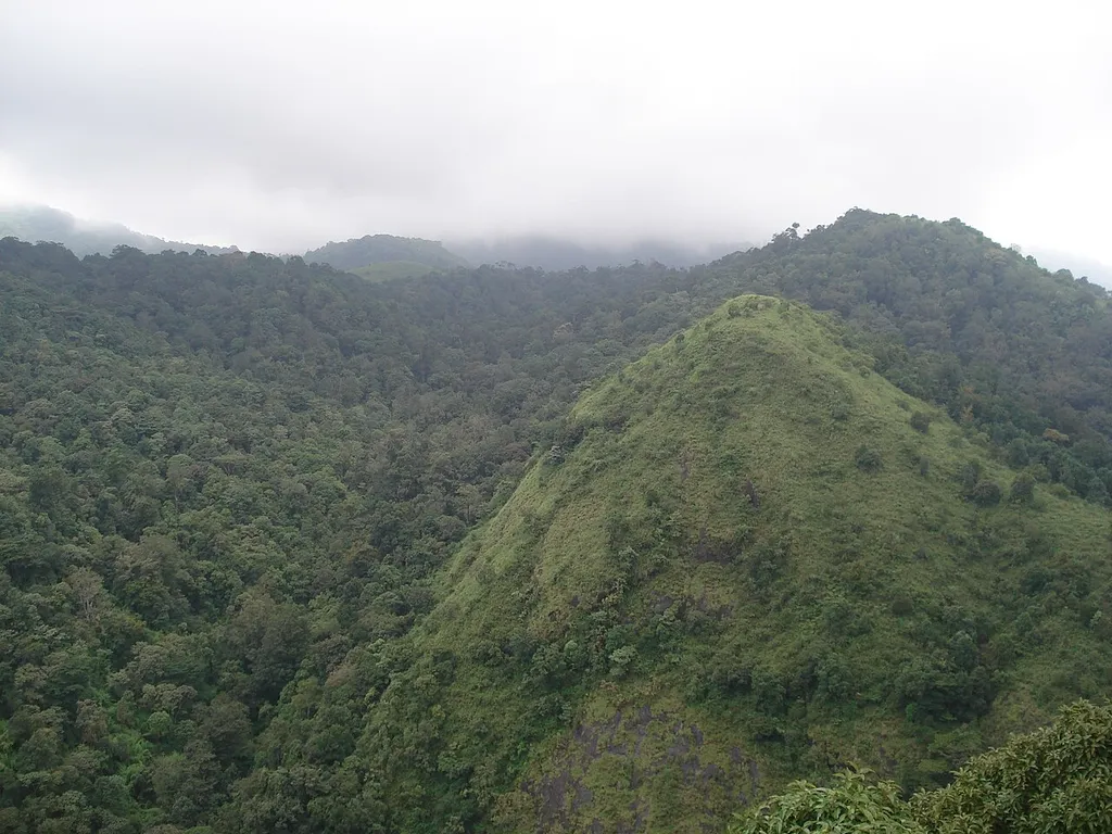 The image shows the greenery of Silent Valley which is home a wide variety of birds. The area now comes under protected zone.