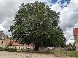 ginkgo at the castle courtyard Goseck