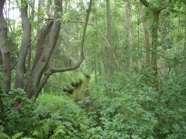 Naturschutzgebiet „Geestmoor-Klosterbachtal“ Klosterbach