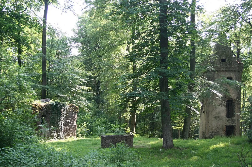 Klosterruine St. Wolfgang bei Hanau, Ansicht von Nordosten 2012, Anlage wurde kürzlich von Bewuchs befreit.