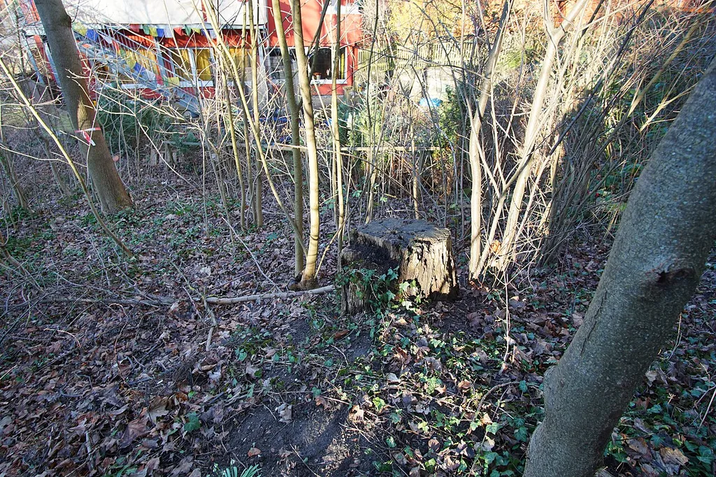 Esche im Kirchengemeindegarten, Naturdenkmal unter der ID 81150030009 in Böblingen. Es ist nur noch der Stumpf übrig.