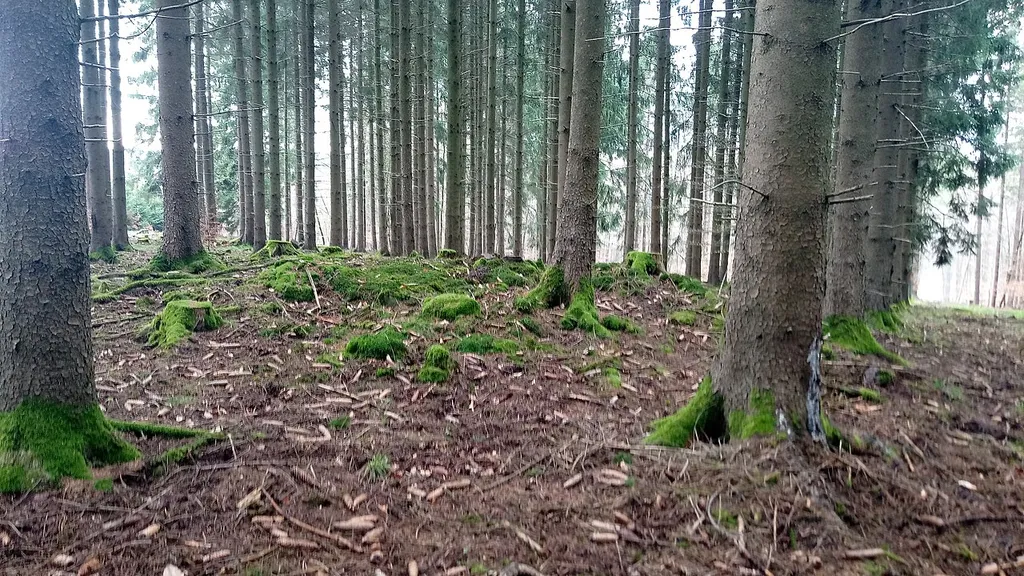 Hallstattzeitlicher Grabhügel Bödigheim