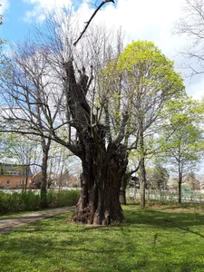 Naturdenkmal Sommerlinde an der Kirche Ogrosen