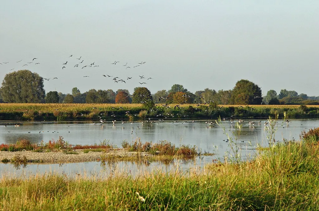 Vogelzug im herbstlichen Sophienried