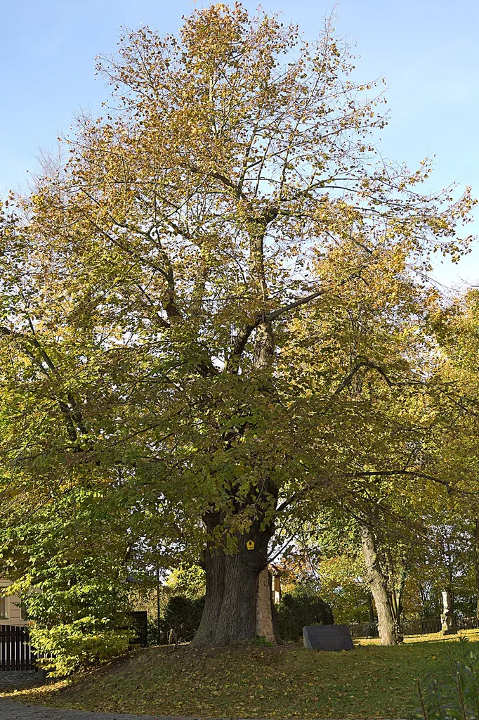 Lotter-lime tree in Augustusburg