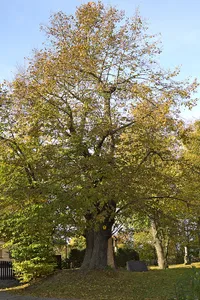 Lotter-lime tree in Augustusburg