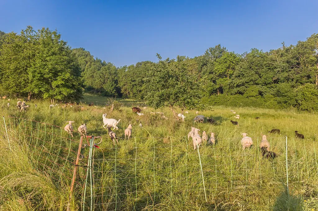 Schafe im Grünen Band nördlich vom Spanshügel zwischen Schlechtsart und Trappstadt, im Nationalen Naturmonument "Grünes Band Thüringen", im Naturschutzgebiet "Schlechtsarter Schweiz" und im FFH-Gebiet "Schlechtsarter Schweiz"
