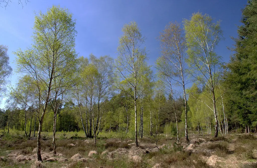 A schlatt (flat pond) north-west of the Gierenberg dune in Sandhatten, Hatten municipality, Germany, after becoming silted up, turned into a fen, and slowly being overgrown with birches.