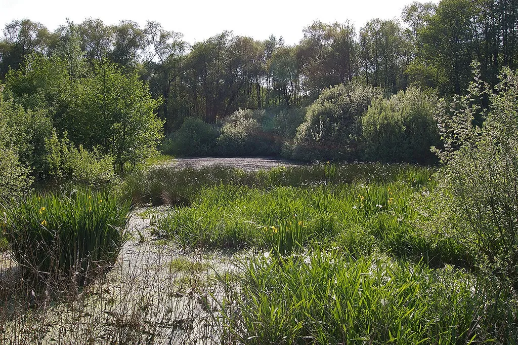 Little nature reserve "Almstorfer Moor" in the district Uelzen, between the villages Strothe and Almstorf; here the eastern area with reed swamp and wooded central part (background).