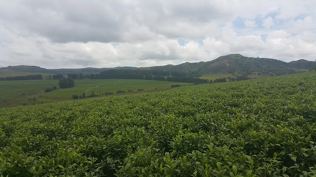 Mountain ranges, lush green tea farm and angry clouds of the Mambilla plateau, Kakara Tea Farm Axis, Taraba state, Nigeria