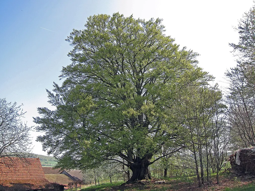 Hannesebuche Schönderling