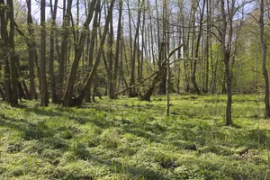 Naturschutzgebiet Rohrwiesenbachtal und Eisenberg bei Schlitz