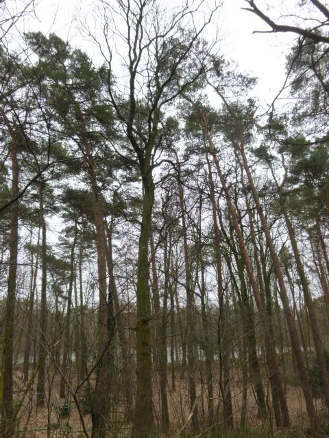 Esskastanie, Lobetal. Naturdenkmal Barnim 116-07/1 Die Naturdenkmalverordnung gibt als Standort „Ladeburg“ an. Die Lagebeschreibung „zwischen Freilichtbühne und Friedhof“ lässt aber nur den Schluss zu, dass es sich um diese Bäume in Lobetal zwischen Waldkirche (Freilichbühne) und Waldfriedhof westlich des Mechsee handelt. Größe, Fruchtbecher, einzelne Nüsse und Blätter weisen die Bäume eindeutig als Edelkastanien aus. Neben den zwei größeren geschützten Bäumen gibt es noch mehrere kleinere.