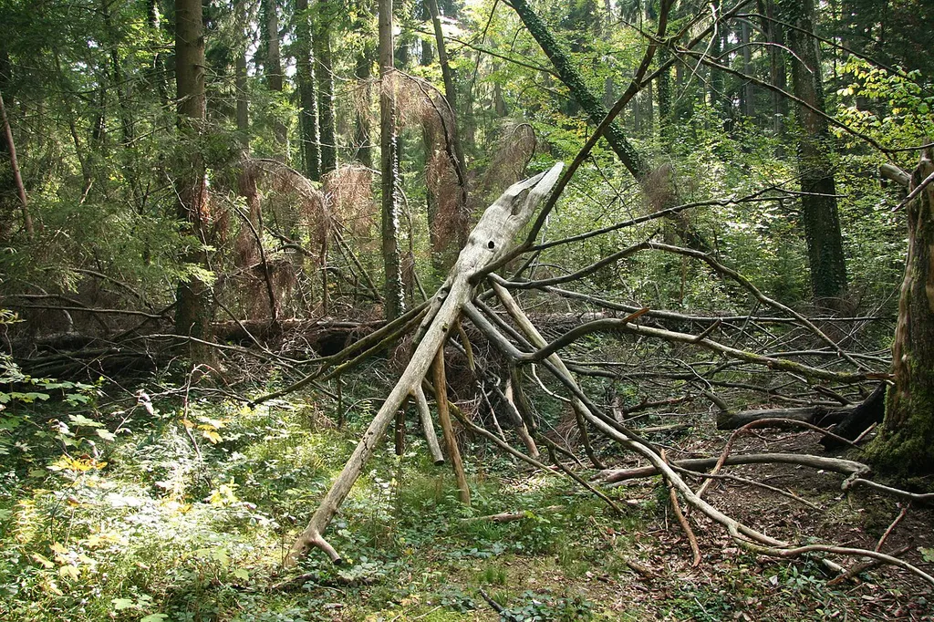 Remains of a Taxus baccata in the Bavarian natural reserve "Paterzeller Eibenwald" after a fire raising