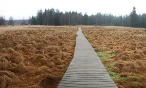 Kladské rašeliny