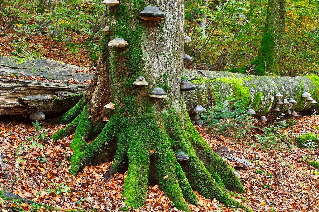 Rothwald