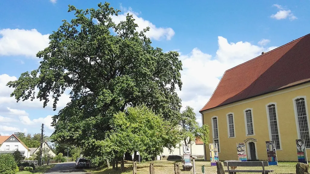 als Naturdenkmal geschützte Stieleiche (1108-5) nördlich der Kirche in Kroppen