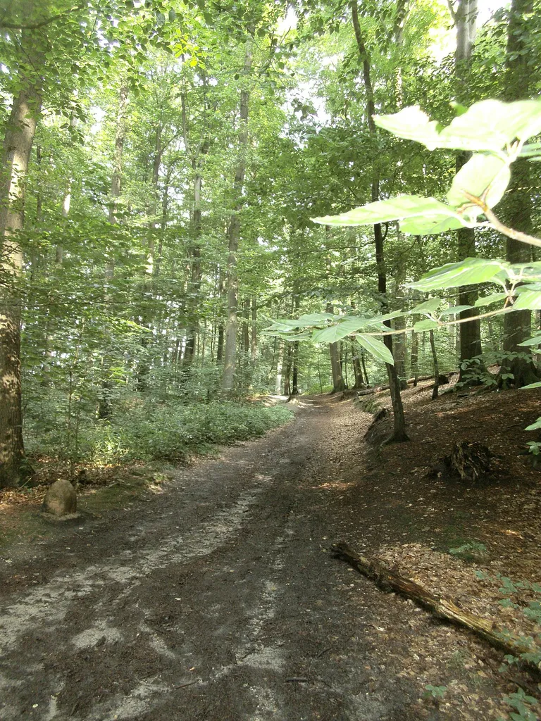 Waldweg im Naturschutzgebiet Neuklosterholz mit historischem Grenzstein