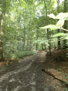 Neuklosterholz