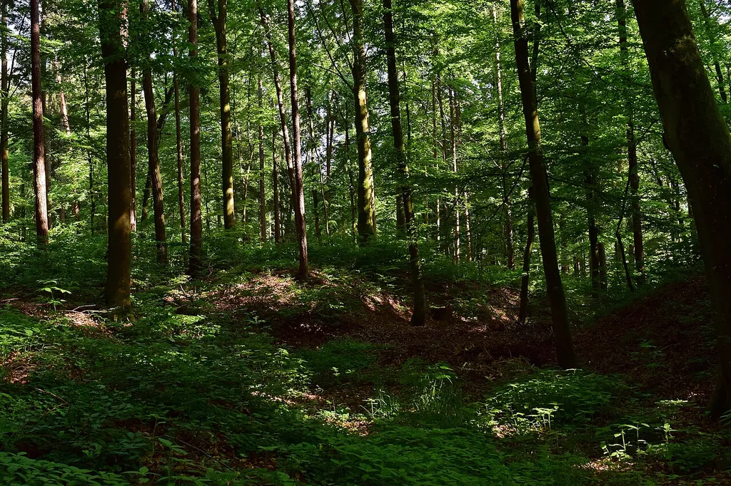 Hallstattzeitliches Hügelgräberfeld am Saazkogel