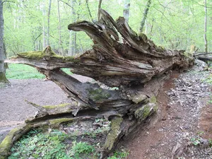Jagiełło Oak
