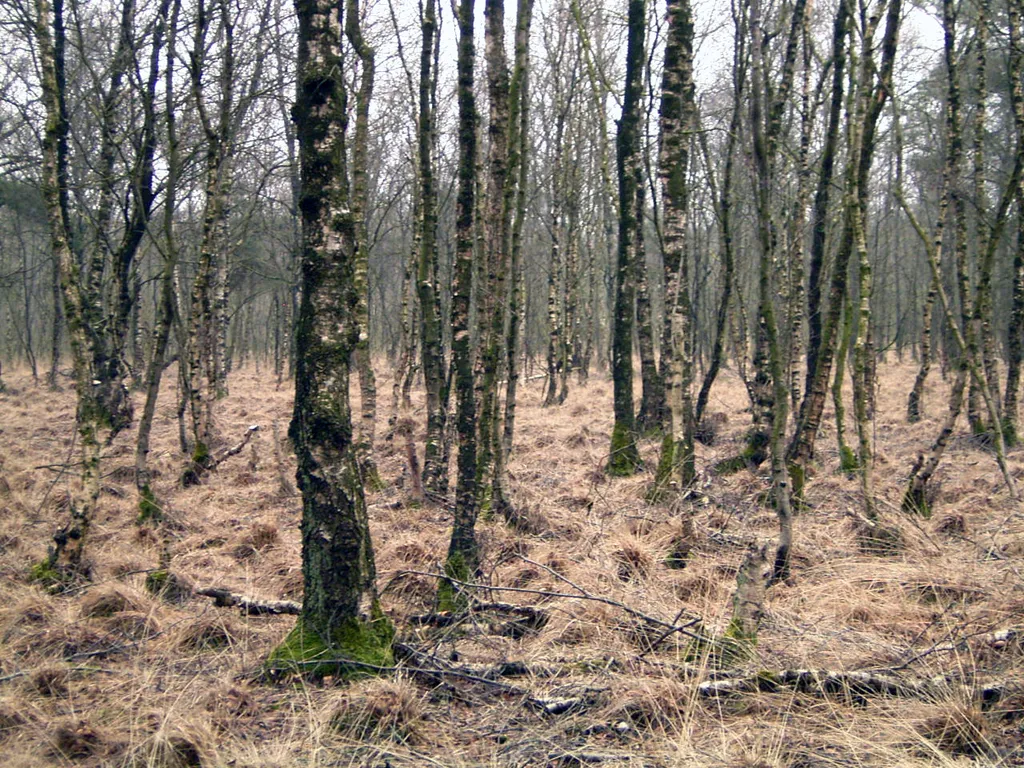 Moorbirkenwald (Betula pubescens) im NSG Dörgener Moor, Emsland
