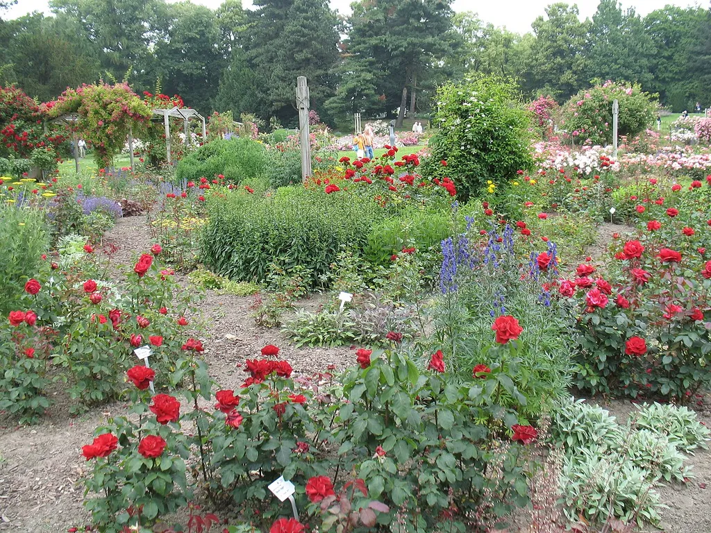Rosarium Westfalenpark Dortmund