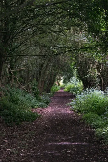 Lavenham Walk. This path follows the route of the Sudbury to Bury St Edmunds railway line, closed to passengers in April 1961. At this point just west of Lavenham, the route is in a deep, shaded cutting and the undergrowth has crept in and across.