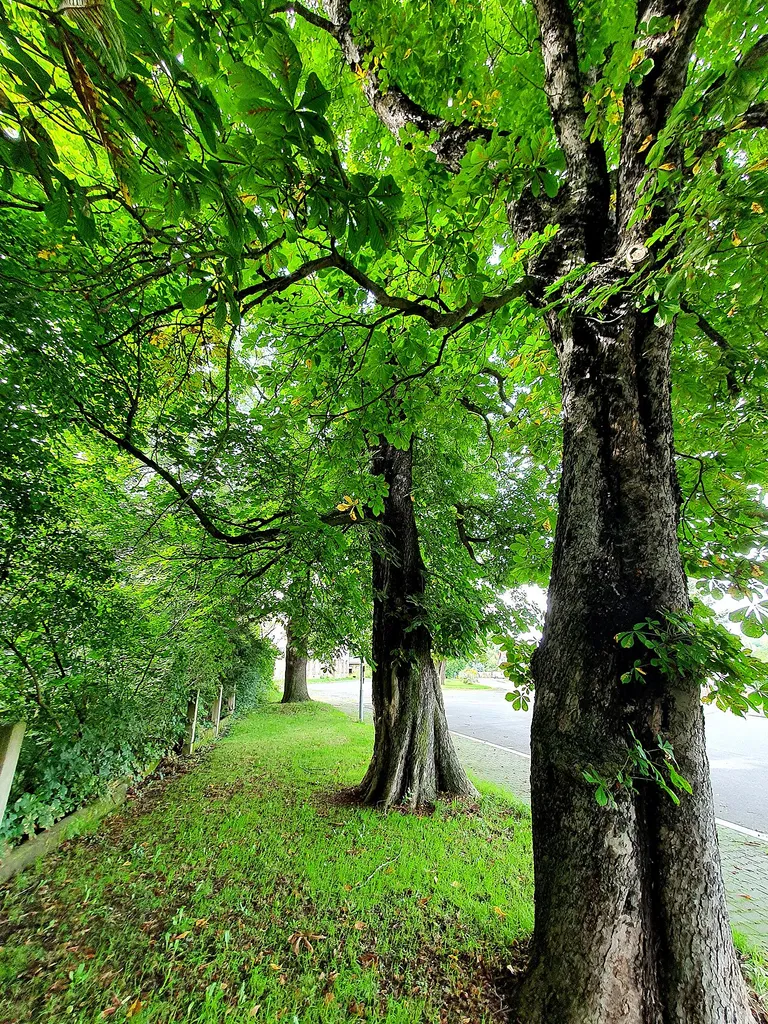 Aesculus hippocastanum near train station Colditz