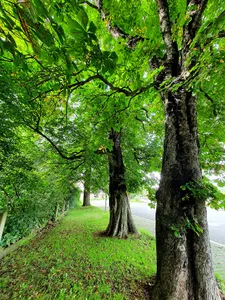 Aesculus hippocastanum near train station Colditz