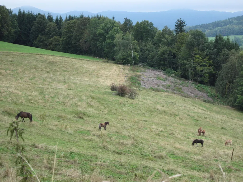 Bayerische Hohe Rhön