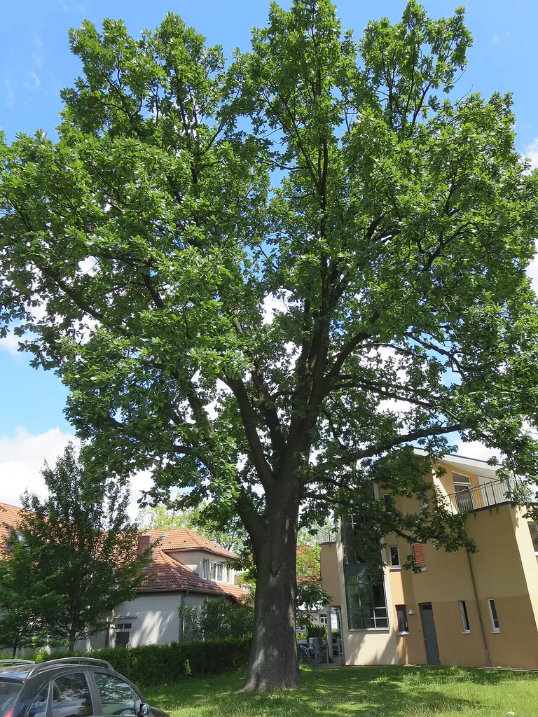 Ungarische Eiche